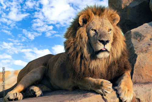 Fototapeta Naklejka Na Ścianę i Meble -  Lion close-up in the wild habitat.