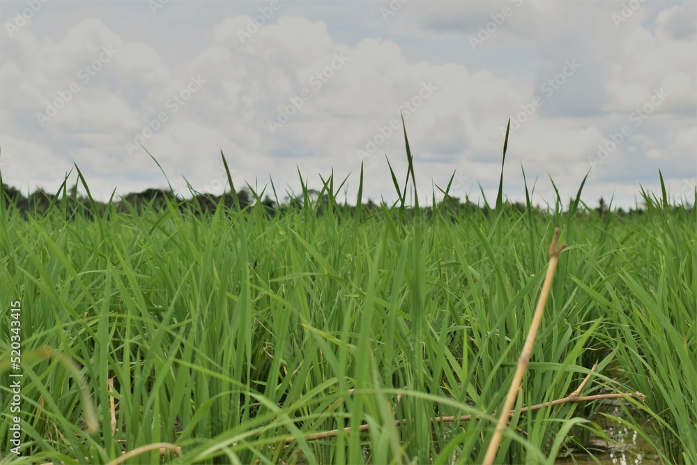 green grass and blue sky green grass and blue sky
