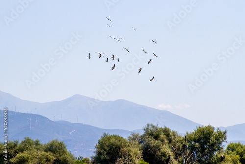 Edessa, Greece, July 12, 2022. Bird on Lake Kerkini. Lake Kerkíni, is a dam lake in the regional district of Serres in Central Macedonia