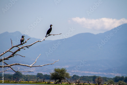 Edessa, Greece, July 12, 2022. Bird on Lake Kerkini. Lake Kerkíni, is a dam lake in the regional district of Serres in Central Macedonia