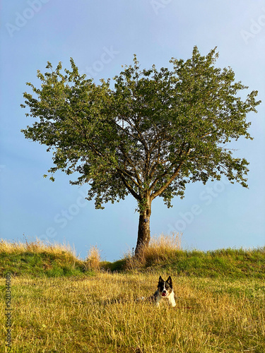Tree is on a hill, dry meadow in front of it, dog placed on it, sky on the horizon