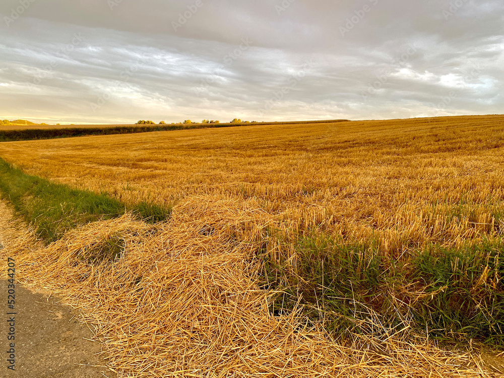 Stubble field, harvested grain field, green strip, country road on it lies straw from the harvest, horizon, evening atmosphere