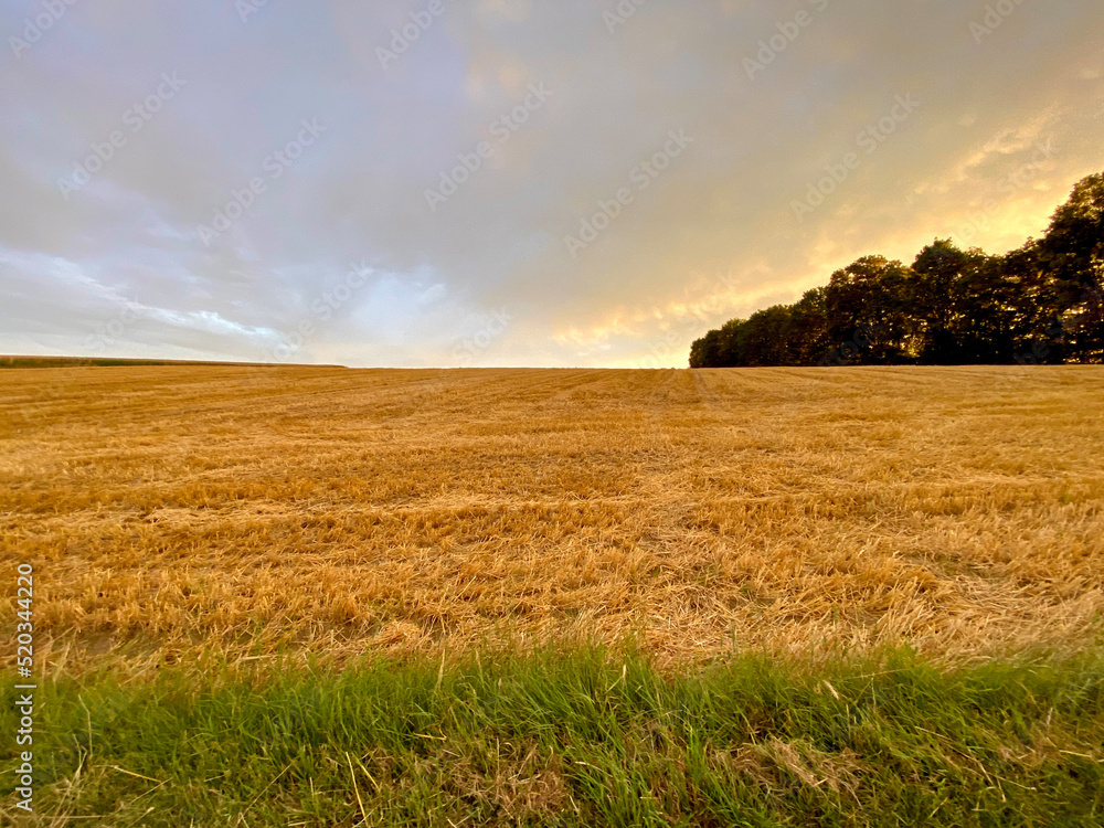 Green strip of grass, stubble field - harvested grain field - runs to the horizon, group of trees, sky - series
