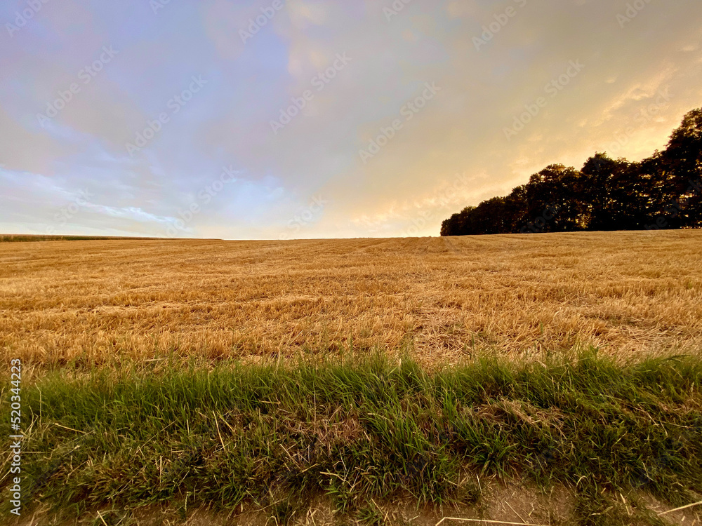 Green strip of grass, stubble field - harvested grain field - runs to the horizon, grove of trees, sky
