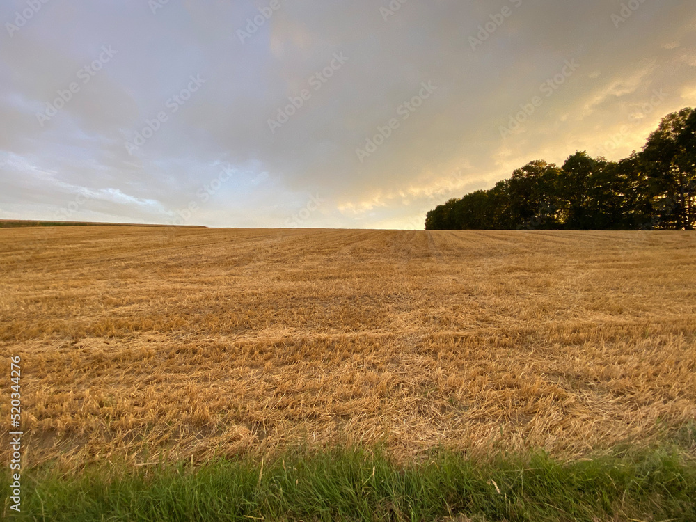 Green strip of grass, wide field of stubble, harvested grain field stretches to the horizon, group of trees, sky