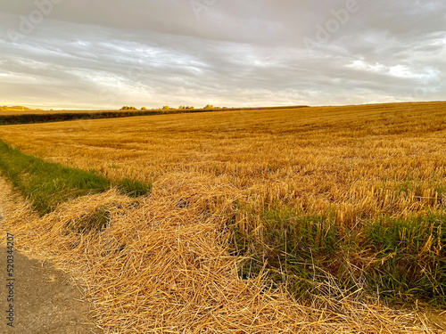 Stubble field  harvested grain field  green strip  country road on it lies straw from the harvest  horizon  evening atmosphere