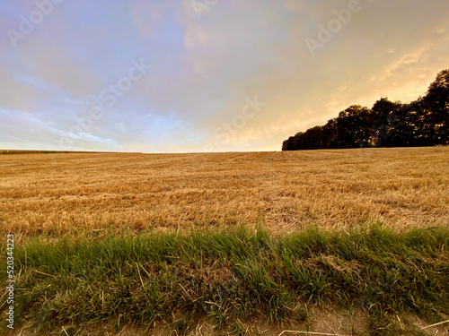 Green strip of grass, stubble field - harvested grain field - runs to the horizon, grove of trees, sky