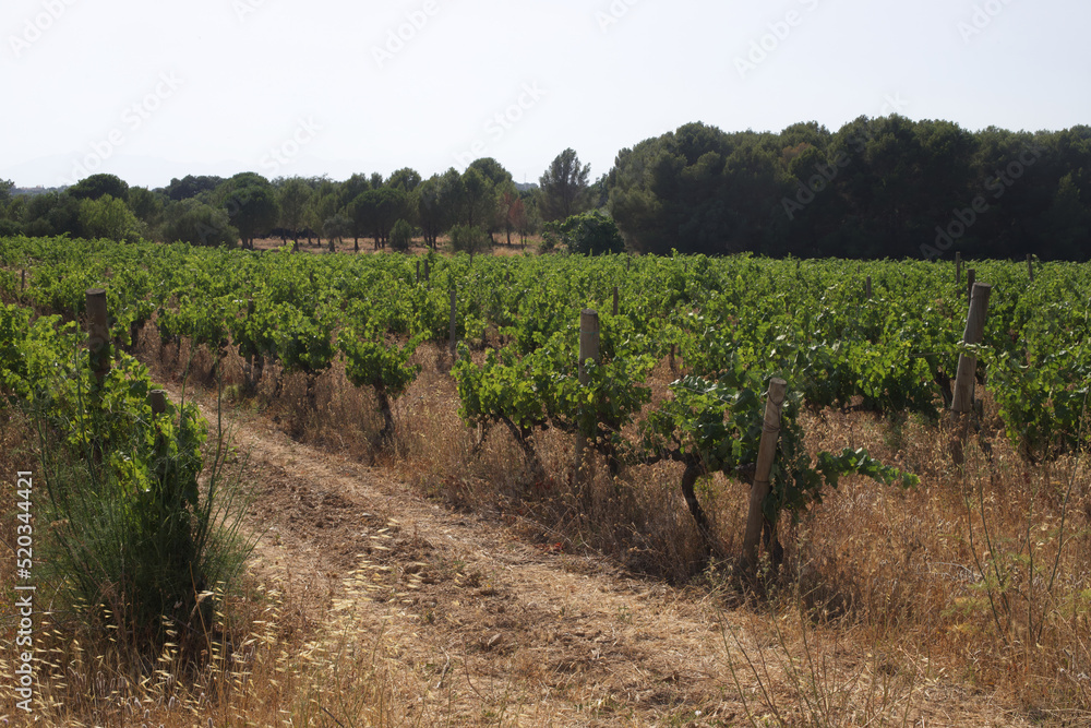 Gardens with vine trees. Plantations, grapes, Vineyard