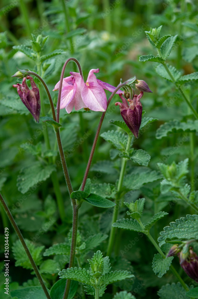 pink aquilegia flower blooming in garden pink aquilegia flower blooming in garden