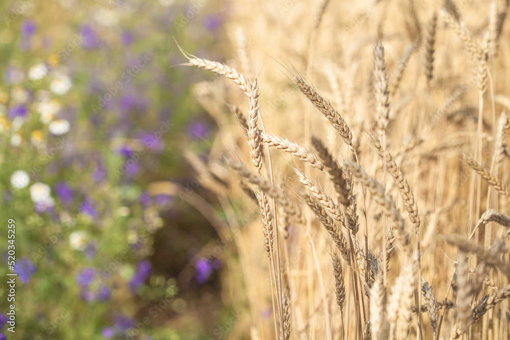 Fototapeta premium Meadow flowers and wheat field
