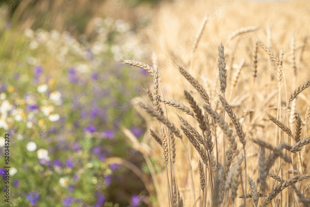 Fototapeta premium Meadow flowers and wheat field