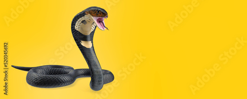 3d illustration of Dark Skin Cobra Attacking Pose on color background  photo