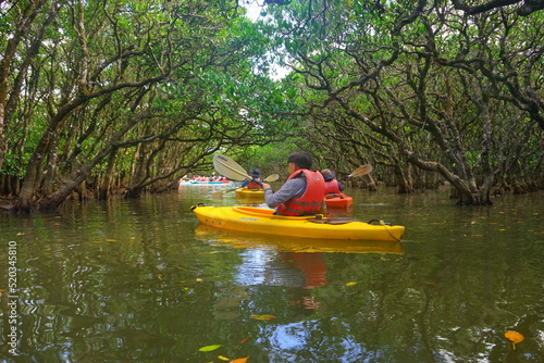 Obraz na płótnie Kayak Ride through Mangrove Tree in Amami Oshima, Kagoshima, Japan - 日本 鹿児島 奄美大島 奄美国立観光公園 黒潮の森 マングローブ カヤック w salonie
