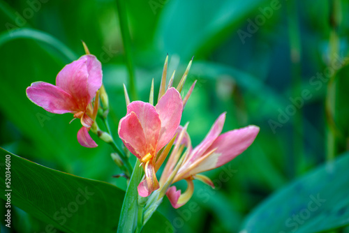 Pink iris