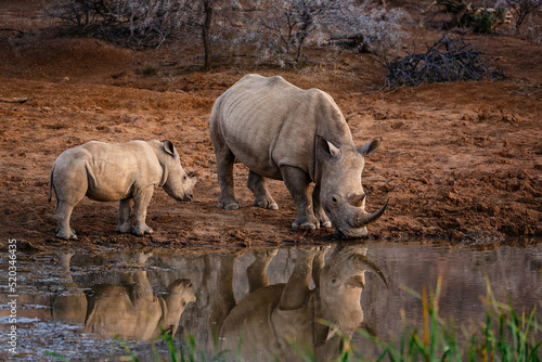 Rhino and her calf drinking in the cool of the evening at Pilanesberg National Park, South Africa photo