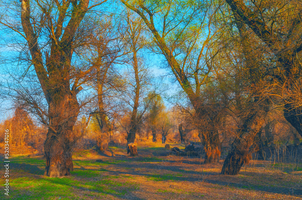 Beautiful autumn landscape showing forest on a sunny day.