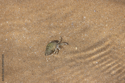Hermit crab Pagurus bernhardus on sandy beach in Normandy © denis