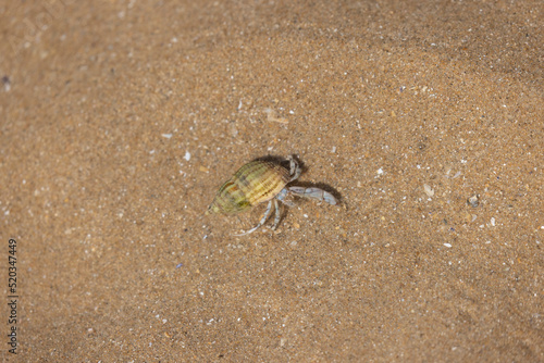 Hermit crab Pagurus bernhardus on sandy beach in Normandy