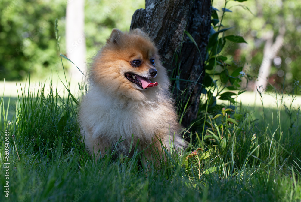 Young red Pomeranian in green grass near a tree