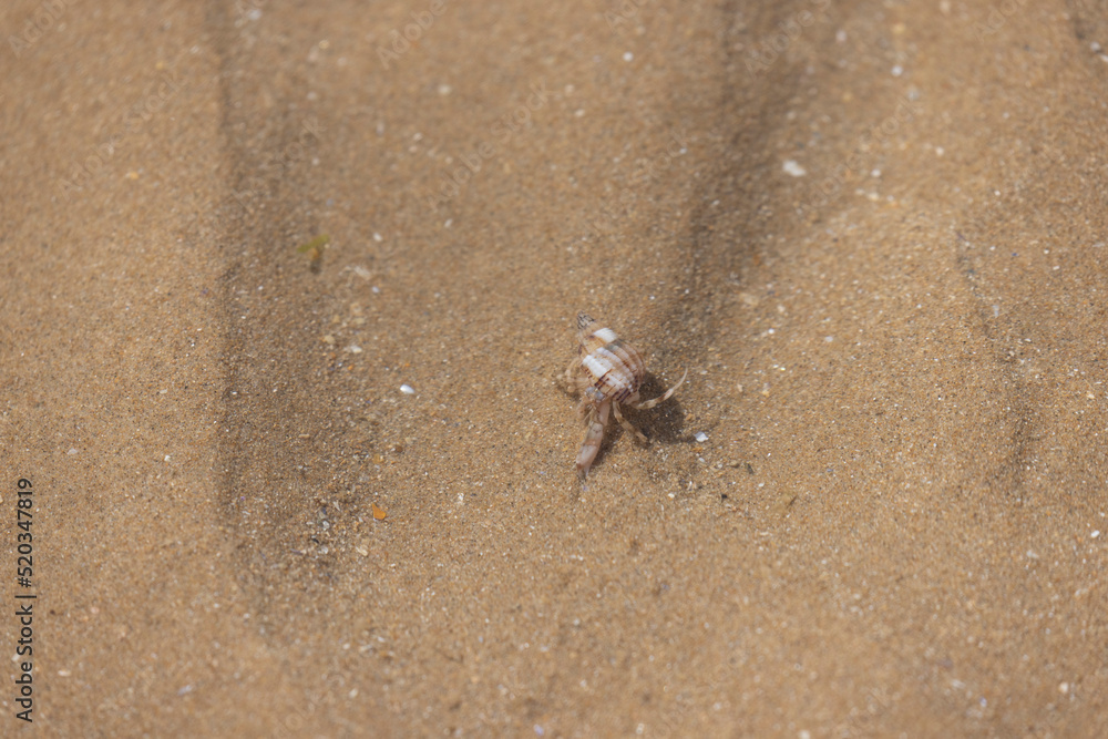 Hermit crab Pagurus bernhardus on sandy beach in Normandy