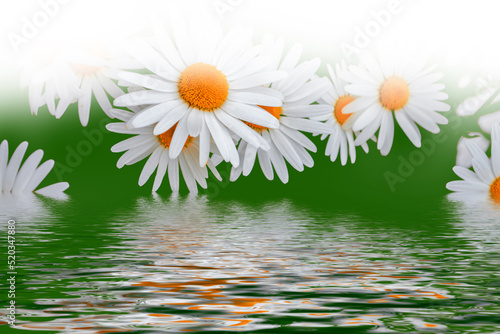 White bright daisy flowers on a background of the summer landscape.