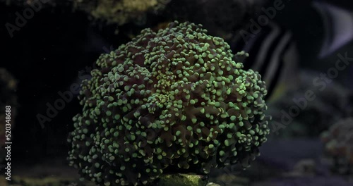 Grape Coral (Euphyllia cristata). Coral Euphyllia cristata waving in marine aquarium.  Coral in aquarium. Undersea world. Life in a coral reef. photo