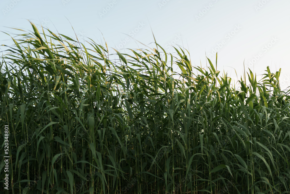 Closeup green reeds on a sea coast Closeup green reeds on a sea coast