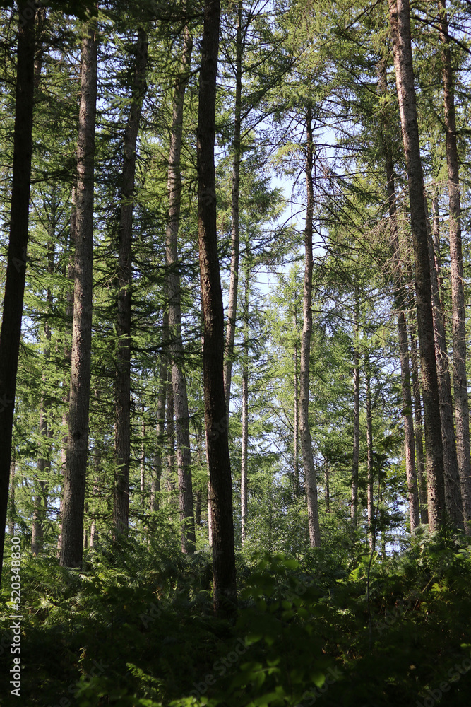 Low angle view of forest from below showing green leafy canopy Low angle view of forest from below showing green leafy canopy