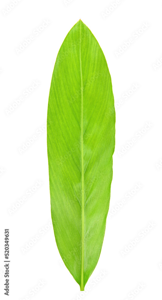 Obraz premium Turmeric leaves isolated on a white background.