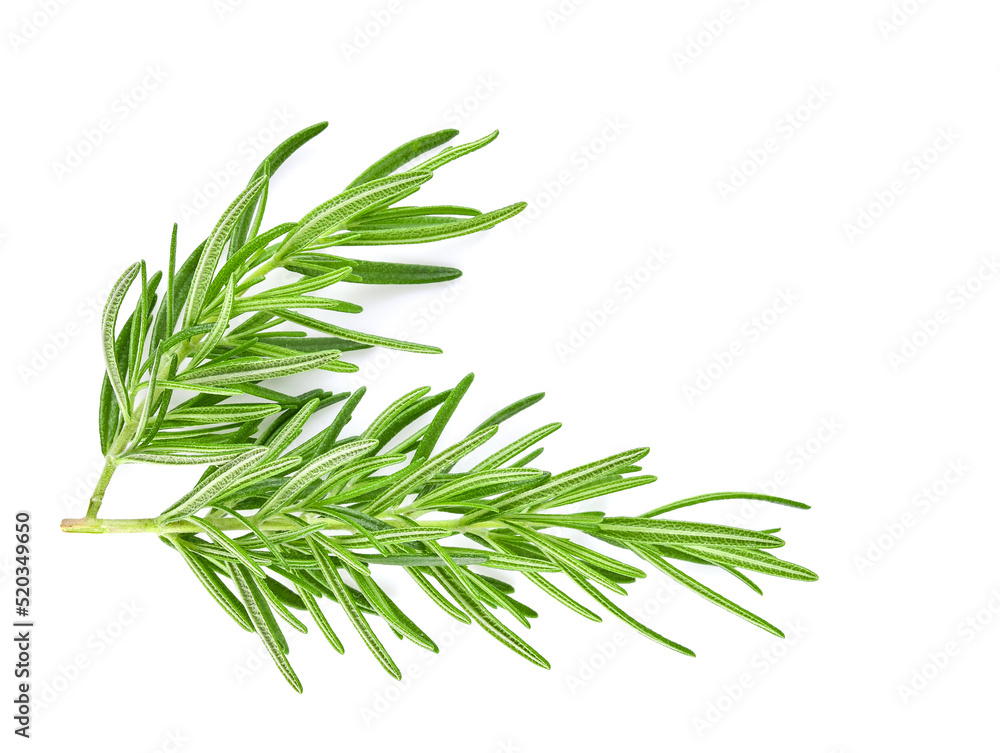 Fototapeta premium Top view. Rosemary isolated on white background, Top view.