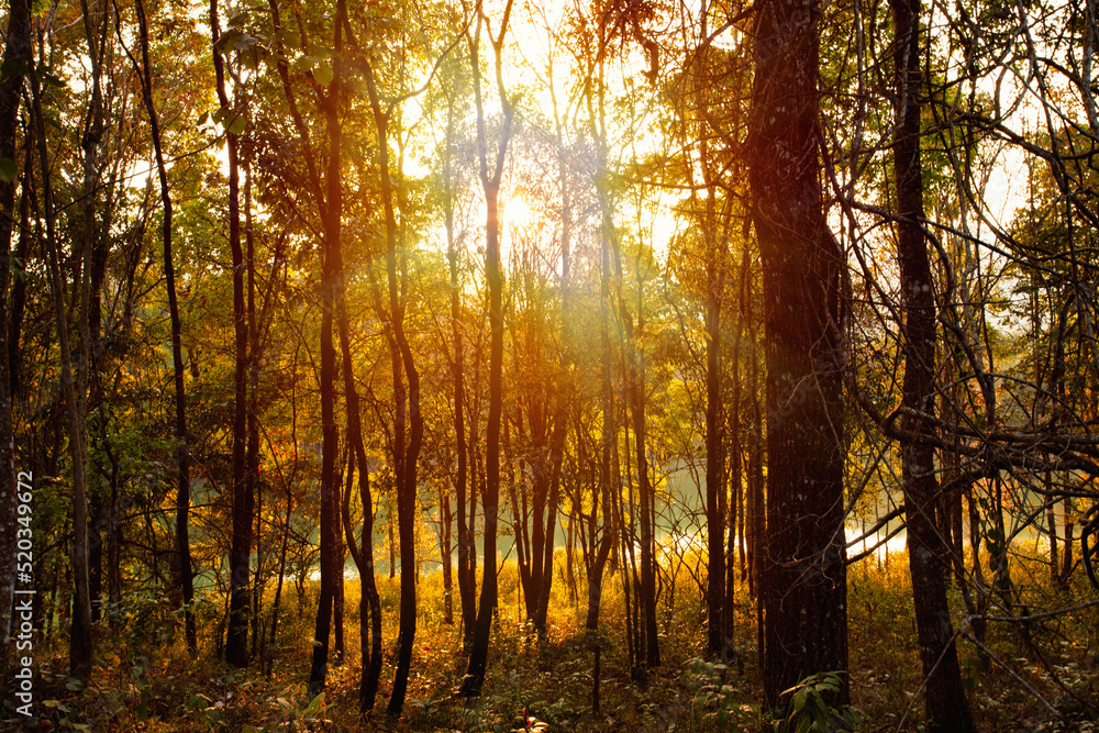 Sunrise in the forest at Loei Province, Thailand.