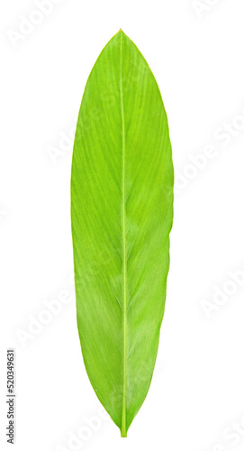 Turmeric leaves isolated on a white background.