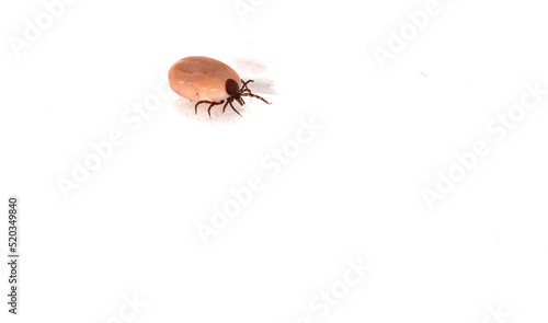 Tick insect isolated on a white background. A disease-spreading parasite. A full, dangerous insect tick with a large abdomen.