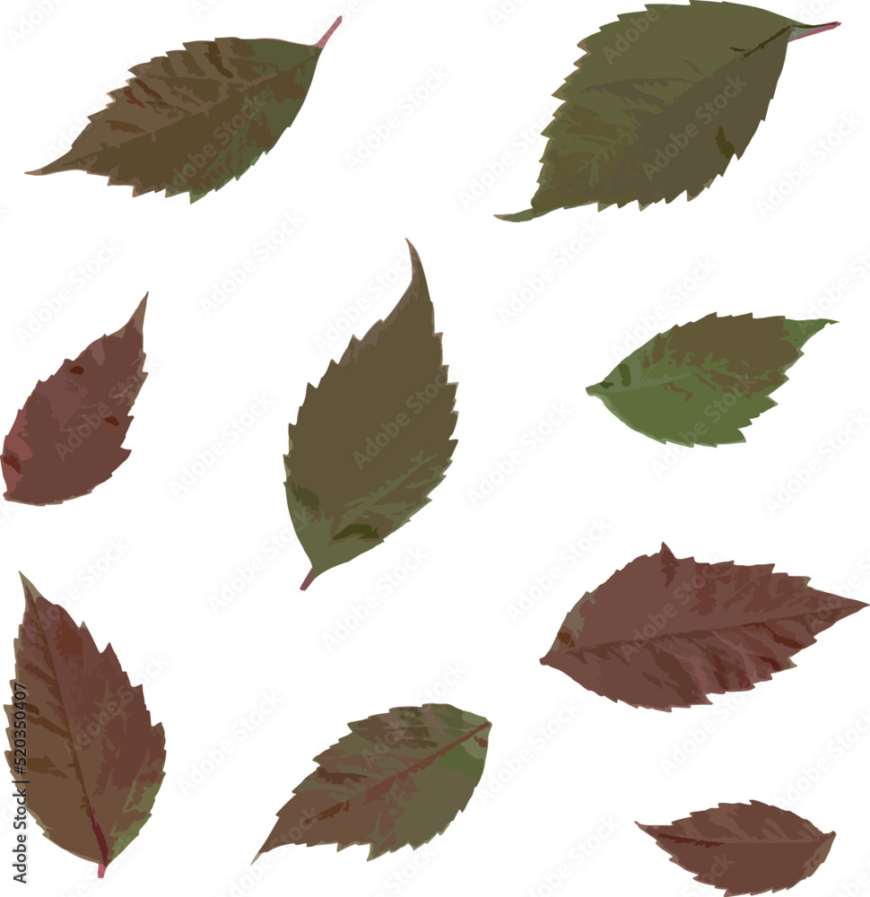 Obraz premium Isolated brown vine leaves on white background