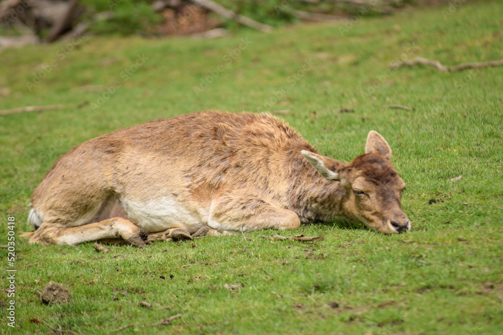 Fototapeta premium Bad Harzburg Wildgehege Reh schlafend