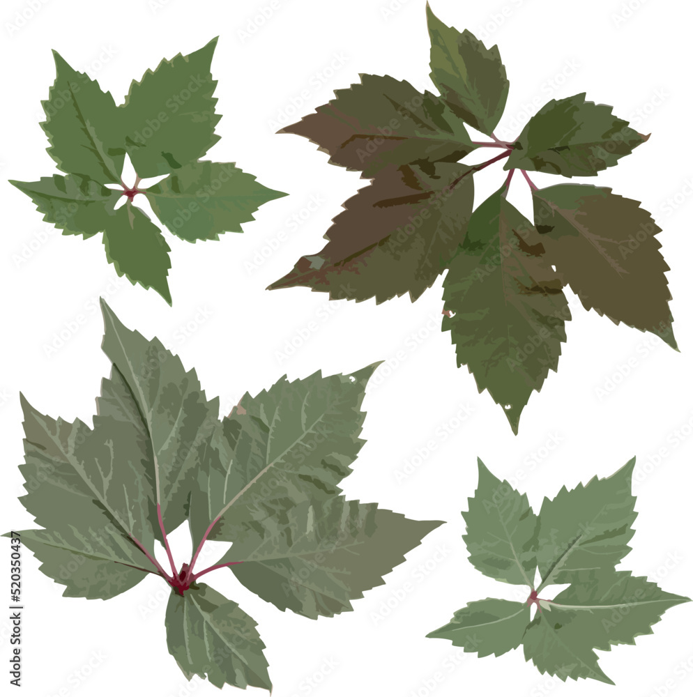 Isolated green different shades of grape leaves on a white background of different shapes