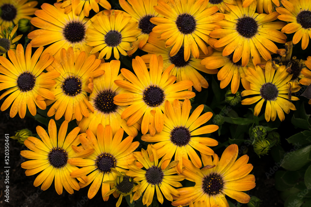 Yellow Flowers in a Meadow Yellow Flowers in a Meadow