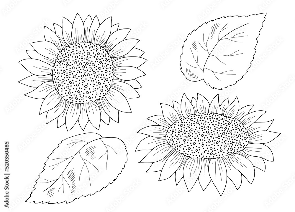 Sunflower isolated flower graphic black white sketch illustration vector - obrazy, fototapety, plakaty 
