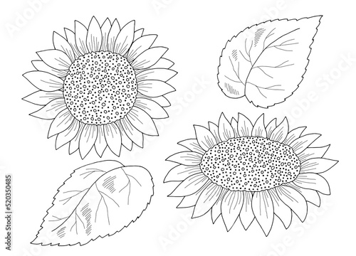 Sunflower isolated flower graphic black white sketch illustration vector
