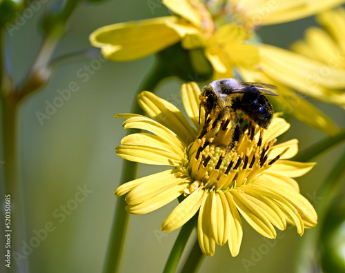 Honey bee on flower with pollen