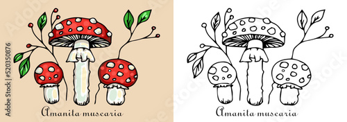 Fly agaric mushrooms fungus inedible Amanita muscaria Poison mushrooms coloring page