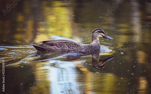 Birds and animals in wildlife concept. An amazing mallard duck swims in a lake or river, with his reflections on the water's surface. photo