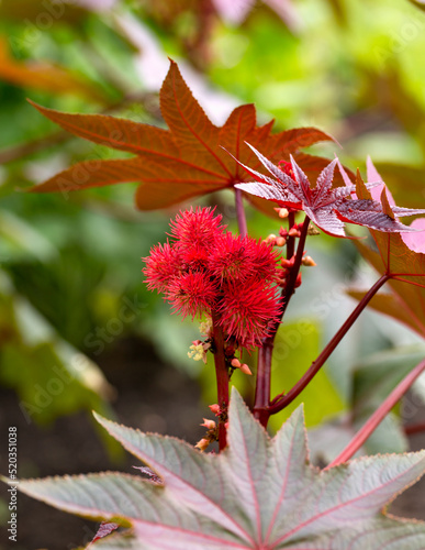 Red prickly fruits of the castor oil plant or Ricinus communis in summer garden photo