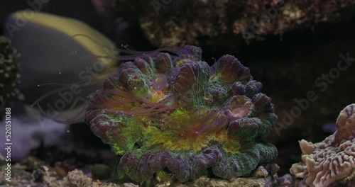 Beautiful pectinia lps coral in coral reef aquarium tank. Coral in aquarium. Undersea world. Life in a coral reef. photo