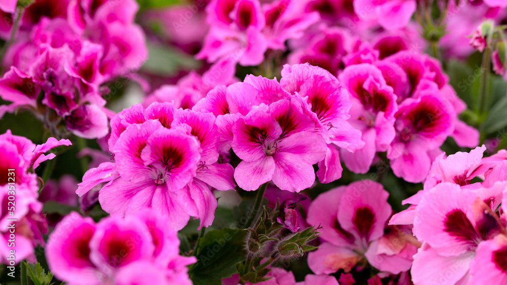 Fototapeta premium Regal Geranium, Royal Pelargonium Velvet purple flowers as a background or Candy Flowers