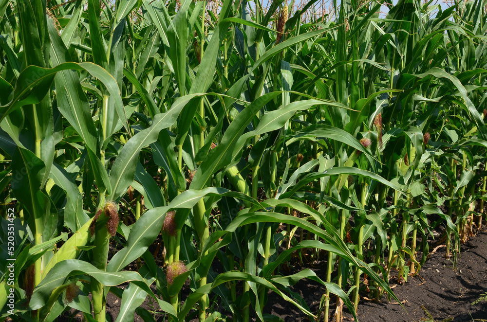 Obraz premium cornfield. ripening corn cobs. corn harvest.