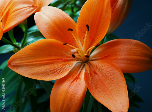 Εκτύπωση καμβά Orange flower lily summer plant