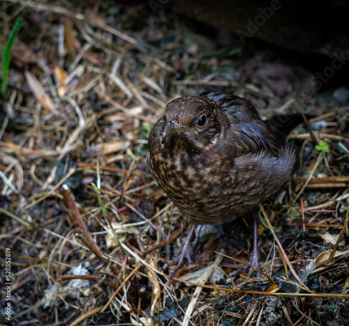 blackbird chick flying out of the nest, Turdus merula