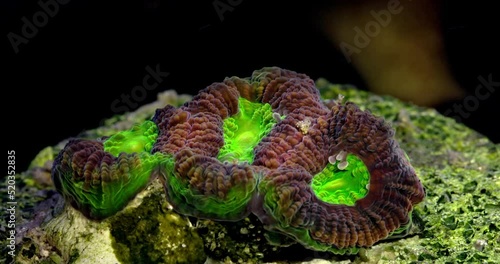 Coral dragon soul favia. Coral in aquarium. Undersea world. Life in a coral reef. photo
