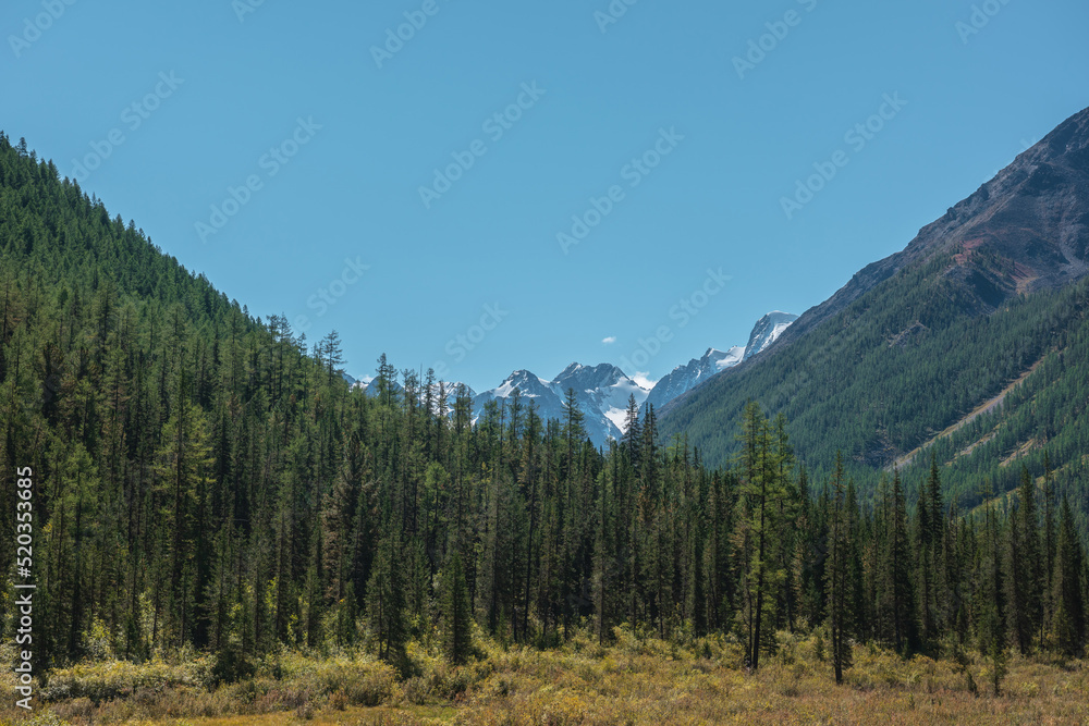 Fototapeta premium Atmospheric landscape with coniferous trees in valley with view to large snow mountains in bright sun under clear blue sky. Lush forest on steep slopes against high snowy mountain range in sunny day.